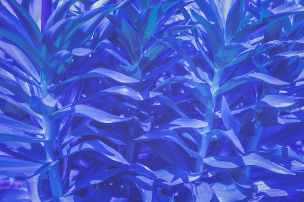 Folhas de flores de lírio Fundo de folhas naturais de cor azul