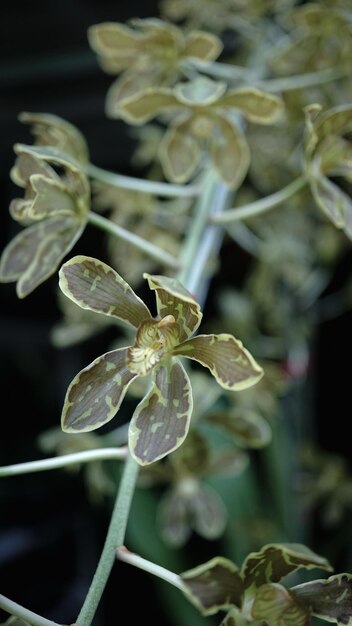 folhas de flores de orquídeas marrons