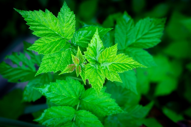 Folhas de framboesa verde frescor na temporada de primavera