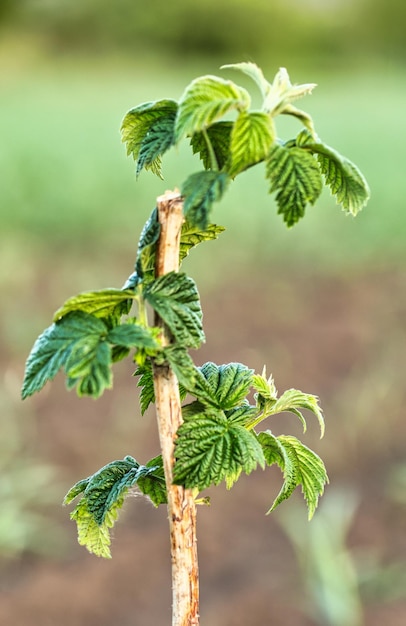 Folhas de framboesa verde jovem em um tiro