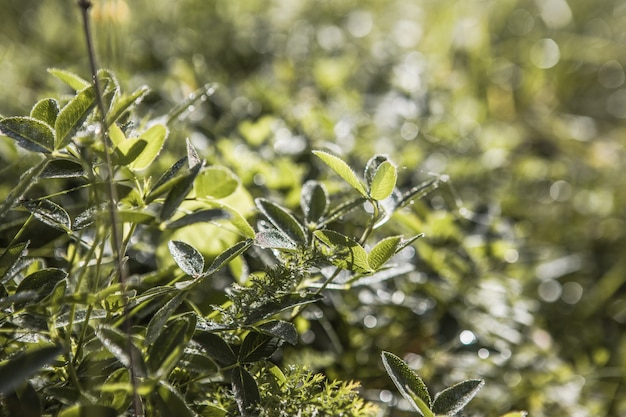 Folhas de fundo com trevo verde para o dia de São Patrício. O trevo como símbolo de boa sorte.