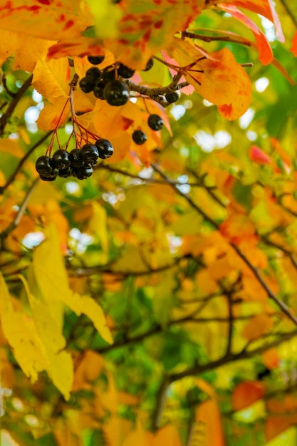 Folhas de fundo de outono brilhante e frutos de chokeberry Bush
