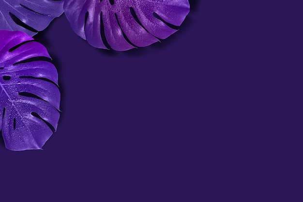 Folhas de fundo floral criativo com monstro de gradiente. Tonificação de imagem violeta