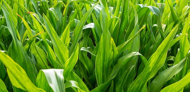 Folhas de fundo verde turva na natureza conceito fresco de folha verde Folhagem verde variada