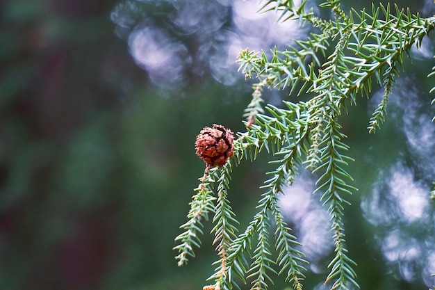 folhas de galhos de árvore verde