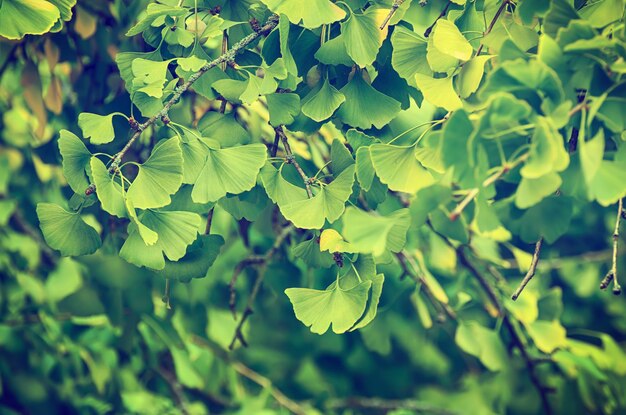 Foto folhas de gingko biloba