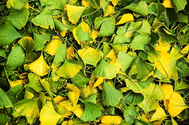 Foto folhas de gingko biloba