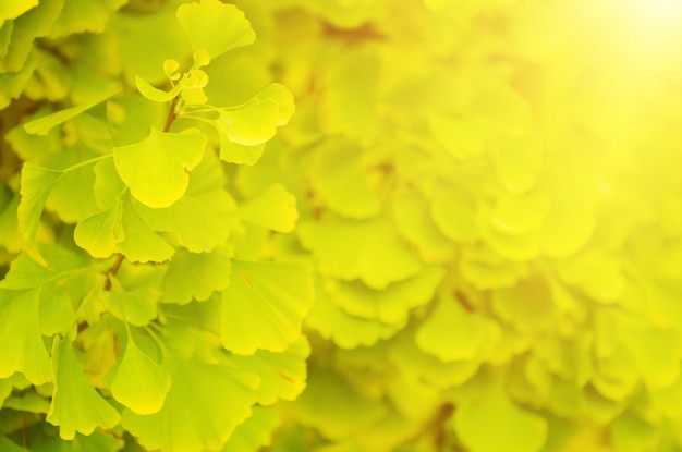 Foto folhas de ginkgo biloba