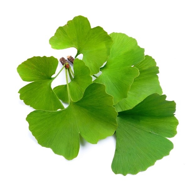 Foto folhas de ginkgo biloba