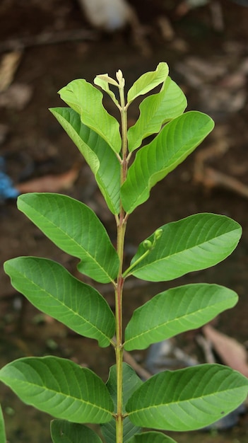 Foto folhas de goiaba jovem verde no jardim a folha de goiaba é ingredientes tradicionais à base de plantas