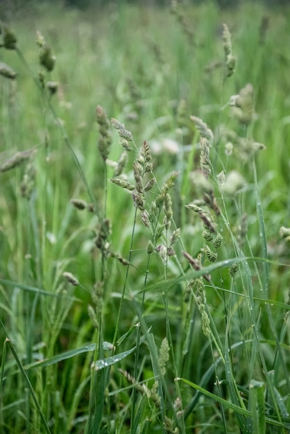 Folhas de grama com sementes no caule entre grama verde no campo fundo do verão