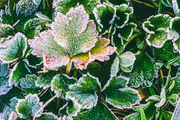 Folhas de grama verde cobertas de geada em uma manhã fria de primavera uma vista aproximada de cima