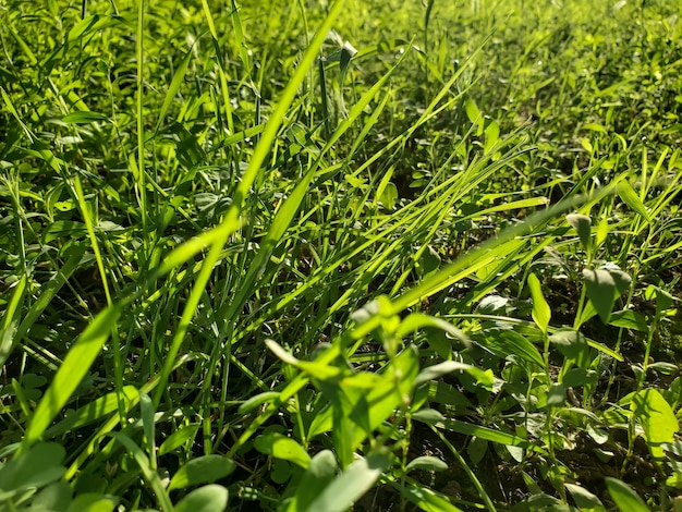 Folhas de grama verde de fundo natural
