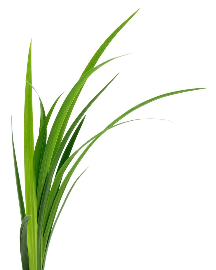Foto folhas de grama verde