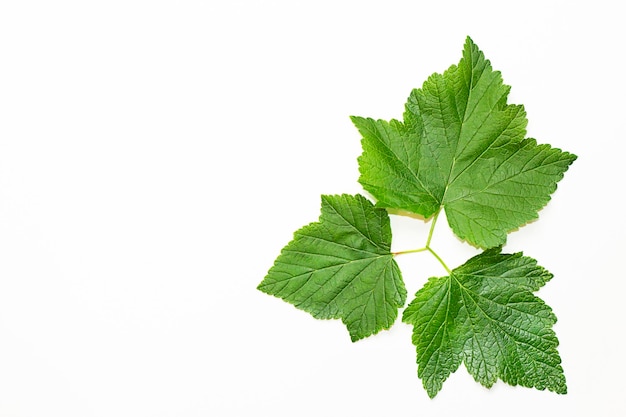 Folhas de groselha estão em um fundo branco em forma de triângulo