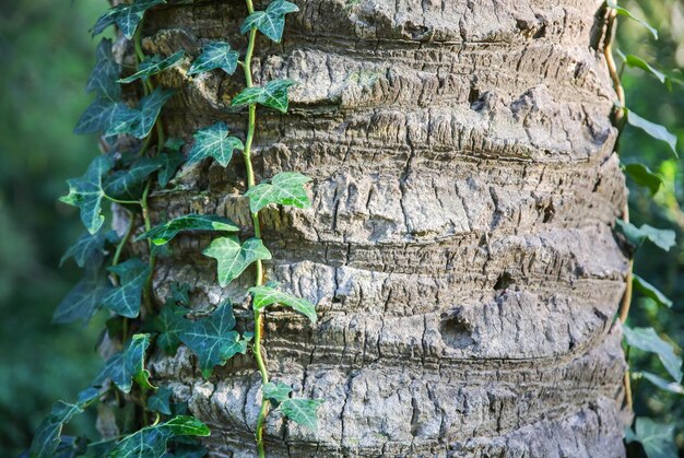 Folhas de hera nas palmeiras Fundo de textura da natureza