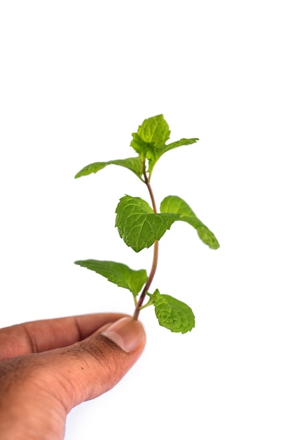 Folhas de hortelã fresca à mão isoladas no fundo branco