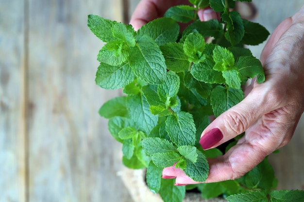 Folhas de hortelã fresca em uma panela Foco seletivo