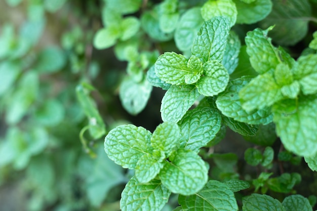 Folhas de hortelã fresca no jardim