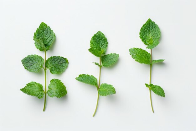 Foto folhas de hortelã frescas isoladas em fundo branco foto de alta qualidade