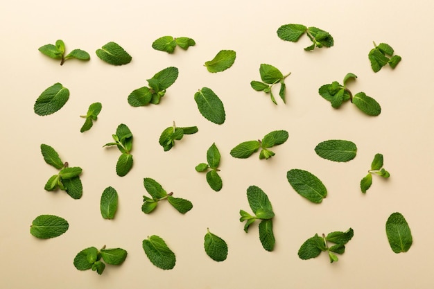 Folhas de hortelã verde fresca sobre fundo branco Padrão de folhas de hortelã Vista superior com espaço de cópia