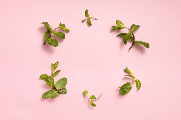 Folhas de hortelã verdes em um fundo rosa