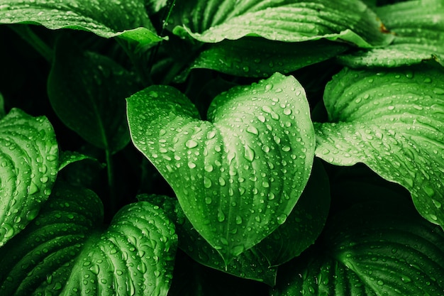 Folhas de hosta verde depois da chuva. Fundo verde