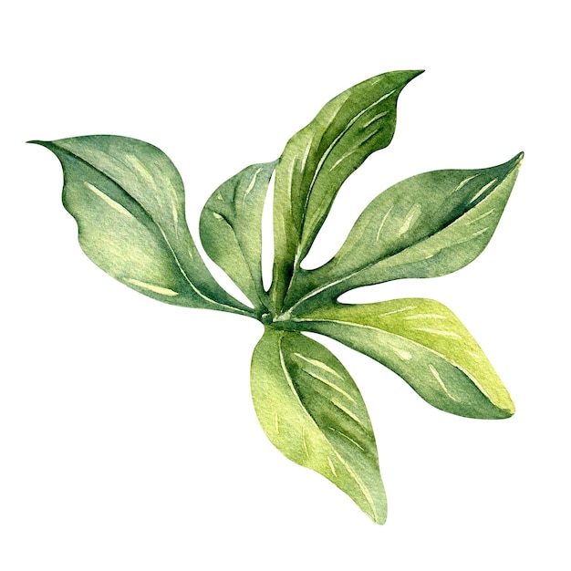 Folhas de ilustração de aquarela de planta de maracujá isolada em branco