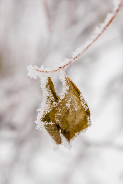 Folhas de inverno cobertas de neve e geadas