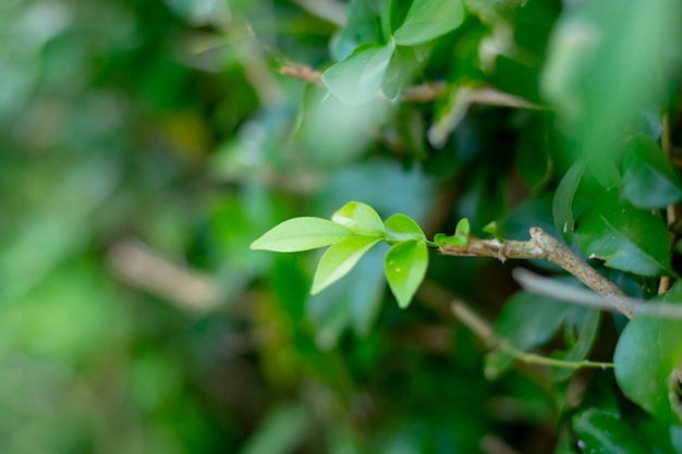 Folhas de Jasmim Laranja emergindo do tronco