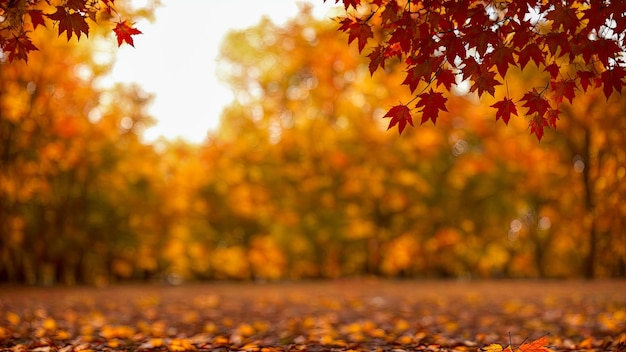 Folhas de laranja de outono sobre fundo de natureza de outono de céu turvo com bokeh Paisagem de outono laranja