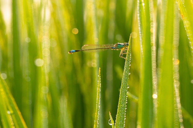 Folhas de libélula nas plantas de arroz com gotas de orvalho Na noite de verão, uma libélula azul sentada na grama
