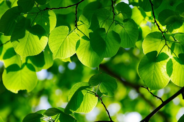 Folhas de limão na primavera