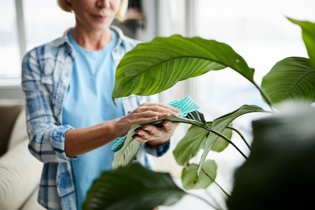 Foto folhas de limpeza da planta de casa