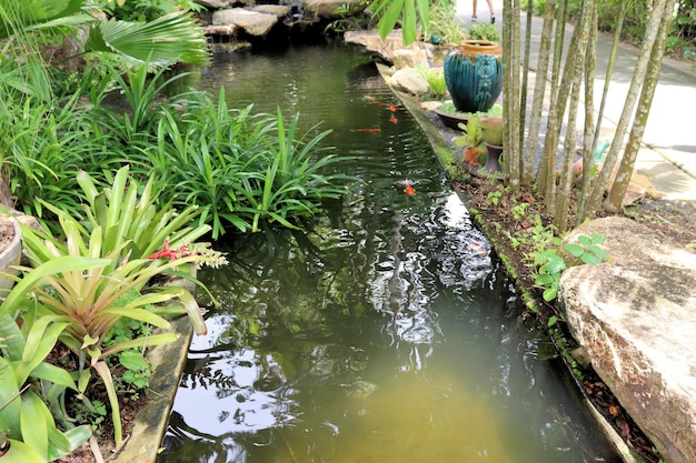 Folhas de lótus e botões no projeto do parque tropical da lagoa