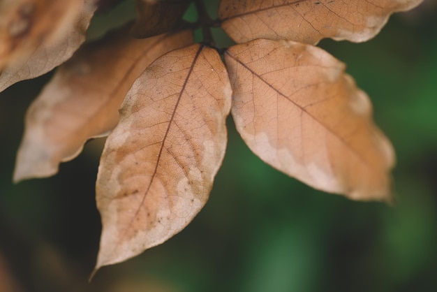 Folhas de louro em close-up no outono