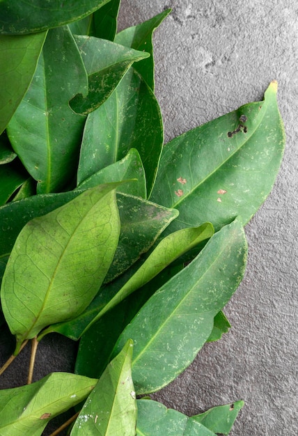 Folhas de louro frescas isoladas em fundo escuro Para temperar erva