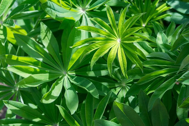 Folhas de Lupinus e gotas de água