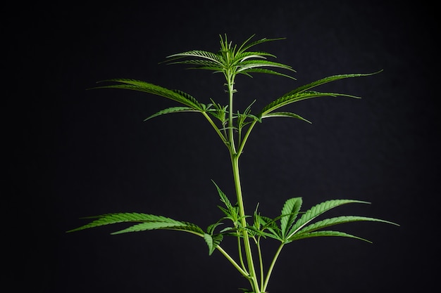 Folhas de maconha, cannabis em um fundo escuro