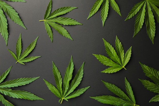 Folhas de maconha, folhas de maconha em fundo preto