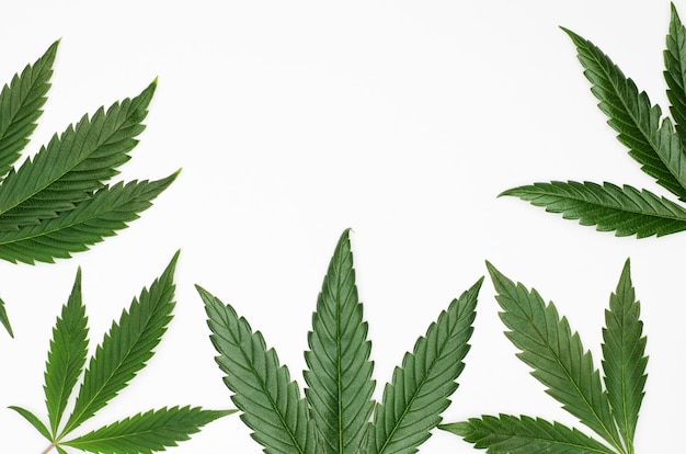 Folhas de maconha ou cannabis isoladas no fundo branco Vista superior