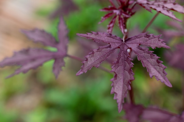 Folhas de maconha roxa na árvore de maconha