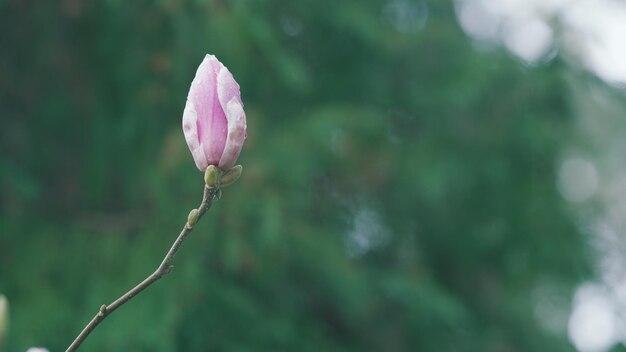 Folhas de magnólia na árvore de magnólie flor rosa de magnósia começando a abrir folhas verdes na primavera