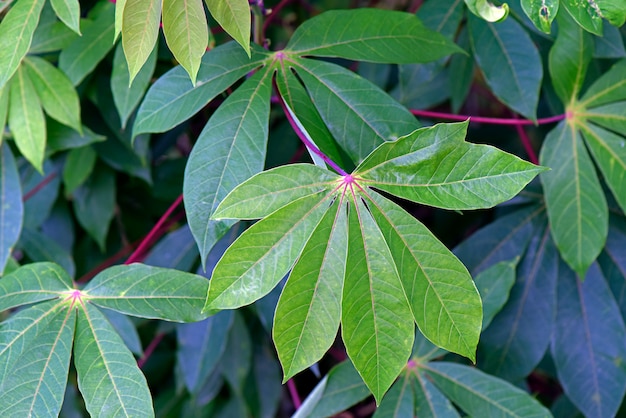 Folhas de mandioca no jardim de casa