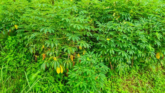 Folhas de mandioca verdes e frescas ou o nome latino Manihot esculenta