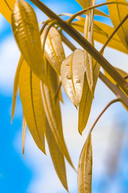 Folhas de mangueira em macro fotografia