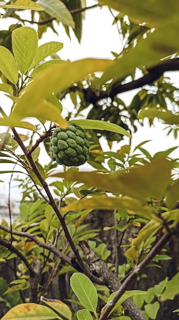 folhas de mangueira sob o céu