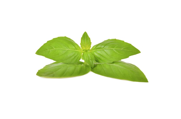 Folhas de manjericão doce isoladas em fundo branco
