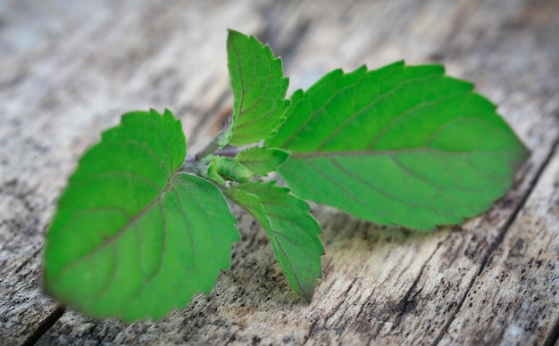 Folhas de manjericão ou tulsi em superfície de madeira