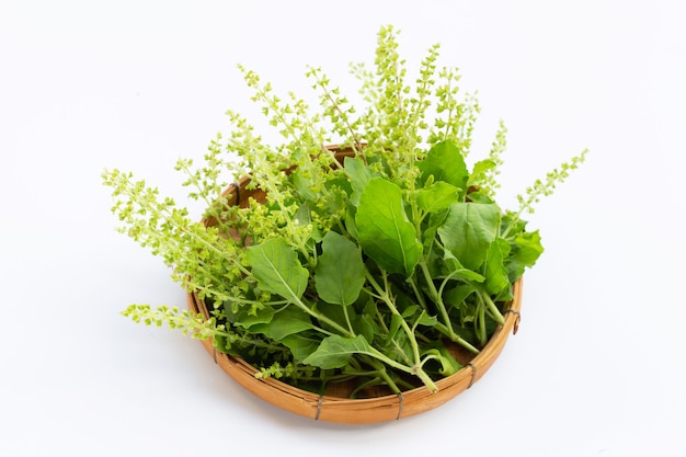 Folhas de manjericão sagrado com flores na cesta de bambu na superfície branca.